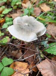 IMG_20260901_142109_567.thumb.jpg.ce95a4dcd027f1388dd902d1bf1fa5ff.jpg
