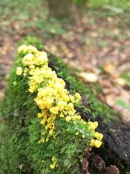 IMG_20260901_143806_391.thumb.jpg.a4dd4c9d43e3fc254fc9f31377c037fb.jpg