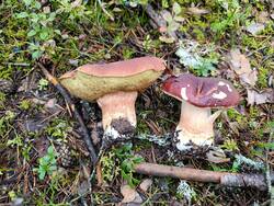 IMG_20260901_144453.jpg