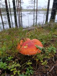 IMG_20260901_144641.jpg