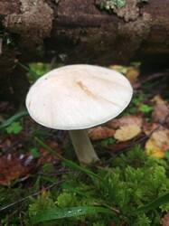 IMG_20260902_075051_778.thumb.jpg.be7a9f233321f3836895d79c47c42624.jpg