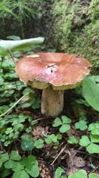 IMG_20260902_075744_502.thumb.jpg.73625e50b175b0fda040ea104e4328e4.jpg
