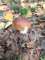 IMG_20260902_081012_487.thumb.jpg.8d9bf8a7fd0a230270c635228307ee0c.jpg