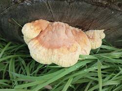 IMG_20260902_082048_976.thumb.jpg.a9e3a0400442bf5454d2f528364db1b6.jpg