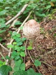 IMG_20260902_091050_216.thumb.jpg.aacf7cdd2892e68d29e34ee06e5d0e05.jpg