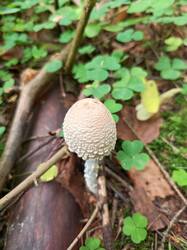 IMG_20260902_091756_801.thumb.jpg.2561f67f8f7a2019924fd419d350929e.jpg