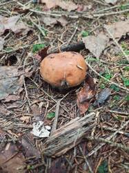 IMG_20260902_102935_594.thumb.jpg.3fce8d32dc168f63d57fdabded6cb3c1.jpg
