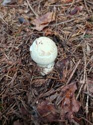 IMG_20260902_104413_418.thumb.jpg.cc3fe92f65602f85e78df0335ebb1428.jpg