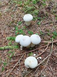 IMG_20260902_104555_366.thumb.jpg.c36147b04504926aac69111c1d3f8022.jpg