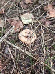 IMG_20260902_104738_426.thumb.jpg.57e93f63c3d7cb423a56d4880a394665.jpg