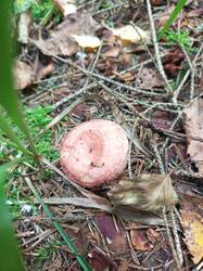 IMG_20260902_104902_039.thumb.jpg.0ddbd4d2f6b2490ab2da2c36f2b50c92.jpg