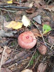 IMG_20260902_105213_130.thumb.jpg.1e3c4855ebdb8fc471e26abd5460b646.jpg