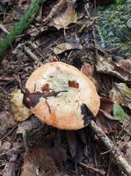 IMG_20260902_111149_034.thumb.jpg.cc52214eb05b8da82eb4882b8bdfc00d.jpg