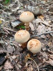 IMG_20260902_111233_610.thumb.jpg.4fee0b2885a7af862b1532c9a6b37888.jpg