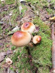 IMG_20260902_114036_001.thumb.jpg.cfe898547e19952c0a31b46285e7482d.jpg