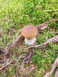 IMG_20260902_114417_707.thumb.jpg.e882e8a180405bebe4713cd4a80b98b4.jpg