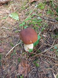 IMG_20260902_114521_278.thumb.jpg.36840f90dbffb2783bf85d0174e97ee1.jpg