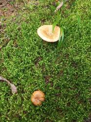 IMG_20260902_120132_277.thumb.jpg.f2a0a0d83d6586100f66c8b46c49b99e.jpg