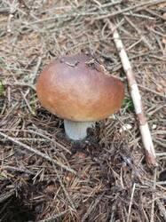 IMG_20260902_121023_998.thumb.jpg.5b76ab682a101006d12326f35aae0c4a.jpg