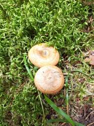IMG_20260902_121627_419.thumb.jpg.218e0fcec8c92adf9b51c02a28b9e37c.jpg