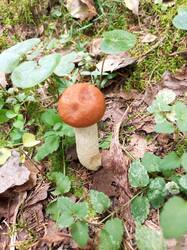 IMG_20260902_121846_610.thumb.jpg.1c9c951bf257caf61afb5e63da8cb652.jpg