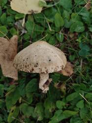 IMG_20260903_184749.jpg