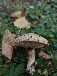 IMG_20260903_184757.jpg
