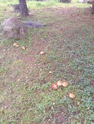 IMG_20260904_074328.thumb.jpg.91a7b28f8fe61ebfbc4dc9405f95d193.jpg