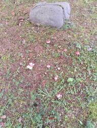 IMG_20260904_074336.thumb.jpg.e46f602b6f8182b6324399ae91e3fdab.jpg