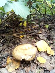 IMG_20260904_124337.thumb.jpg.ec3d4a89263379635955af49d7cb481f.jpg
