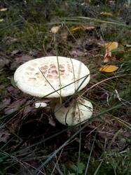 IMG_20260904_124726.thumb.jpg.8a58603a52588b24e21f9670d38877e6.jpg
