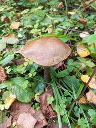 IMG_20260904_140540_552.thumb.jpg.6c60f437a769b1f6b7a42b169a1e94f6.jpg