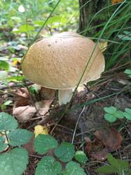 IMG_20260904_141527_780.thumb.jpg.a0853cbfaadb62c6d274647666cf9acd.jpg