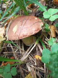 IMG_20260904_143732_452.thumb.jpg.15a03ac254296b8734097f91f92cd282.jpg