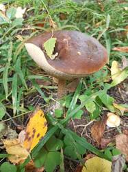 IMG_20260904_144342_966.thumb.jpg.0c00a946d03f695ea4f49fb4f3625395.jpg
