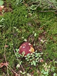 IMG_20260904_152223.jpg