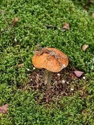 IMG_20260904_152411.jpg