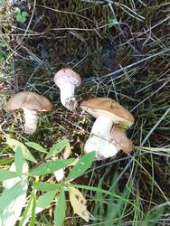 IMG_20260904_162642.jpg