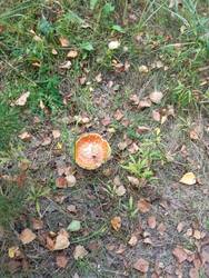 IMG_20260904_165701.jpg
