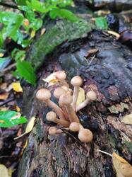 IMG_20260905_121930.thumb.jpg.4fe16ff12f56ece27952c195ccf581f7.jpg
