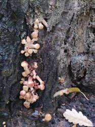 IMG_20260905_122001.thumb.jpg.a335cefff626b571f64a26c8e554dead.jpg