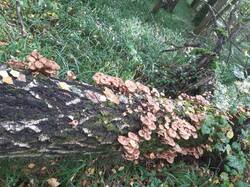 IMG_20260905_161218.thumb.jpg.792b85c81b0795fa53a2138a592d470a.jpg