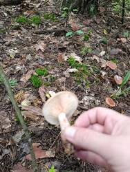 IMG_20260906_091953.jpg