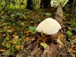 IMG_20260906_143829.thumb.jpg.e1f8c07ff318953b833f2e55f5162d27.jpg