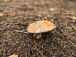 IMG_20260908_095005.thumb.jpg.549414f94214a941108e0e696c7a1f52.jpg