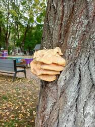 IMG_20260908_140023_161.thumb.jpg.ebb324882e391acb29f37501d57b273e.jpg
