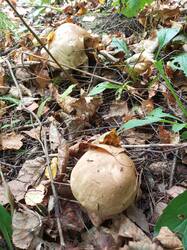 IMG_20260908_141541_986.thumb.jpg.b6566851ad6eb3eaf864b384c6a4ad8b.jpg