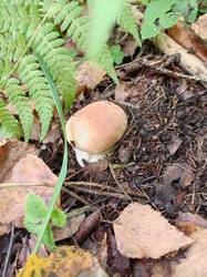 IMG_20260908_142131_138.thumb.jpg.510ee67b1d57bd1e4146877c96fb40c8.jpg