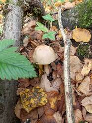 IMG_20260908_142304_300.thumb.jpg.6f1e75278ae2ebb2e0f223730a7427b3.jpg