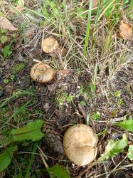 IMG_20260908_145400_036.thumb.jpg.902ec6cc19df0197c06a896fd907caf1.jpg